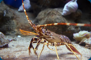 langouste